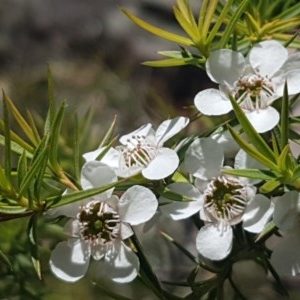 Leptospermum continentale at Paddys River, ACT - 20 Dec 2020