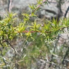 Leptospermum continentale at Paddys River, ACT - 20 Dec 2020
