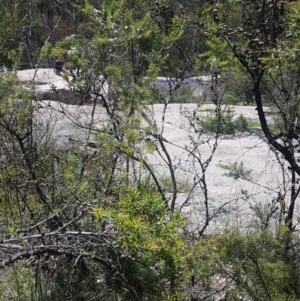 Leptospermum continentale at Paddys River, ACT - 20 Dec 2020