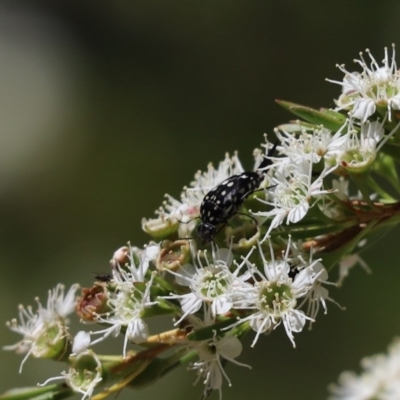 Mordella dumbrelli (Dumbrell's Pintail Beetle) at Cook, ACT - 20 Dec 2020 by Tammy