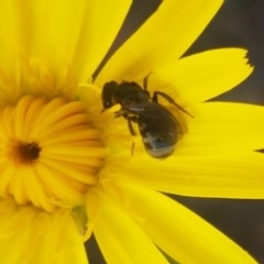 Lasioglossum (Chilalictus) sp. (genus & subgenus) (Halictid bee) at Gibraltar Pines - 20 Dec 2020 by tpreston