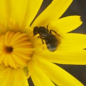 Lasioglossum (Chilalictus) sp. (genus & subgenus) at Paddys River, ACT - 20 Dec 2020 01:50 PM