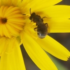 Lasioglossum (Chilalictus) sp. (genus & subgenus) at Paddys River, ACT - 20 Dec 2020