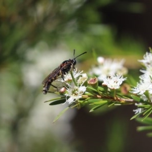 Miltinus sp. (genus) at Cook, ACT - 20 Dec 2020