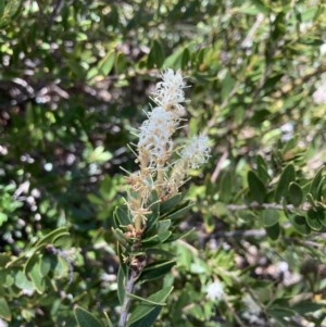 Orites lancifolius at Cotter River, ACT - 20 Dec 2020