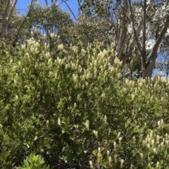 Orites lancifolius at Cotter River, ACT - 20 Dec 2020 01:21 PM