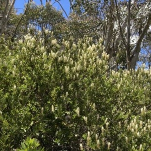 Orites lancifolius at Cotter River, ACT - 20 Dec 2020