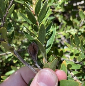 Orites lancifolius at Cotter River, ACT - 20 Dec 2020