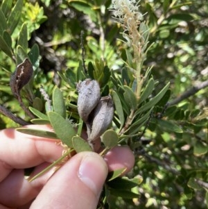 Orites lancifolius at Cotter River, ACT - 20 Dec 2020