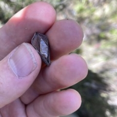 Orites lancifolius at Cotter River, ACT - 20 Dec 2020