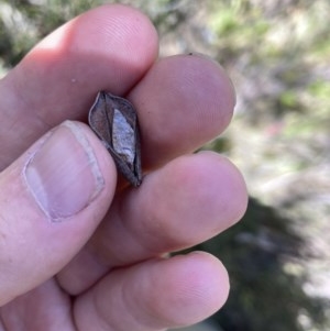 Orites lancifolius at Cotter River, ACT - 20 Dec 2020