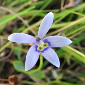 Isotoma fluviatilis subsp. australis at Paddys River, ACT - 18 Dec 2020