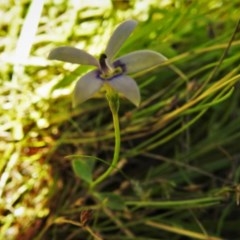 Isotoma fluviatilis subsp. australis at Paddys River, ACT - 18 Dec 2020