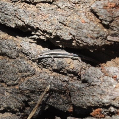 Morethia boulengeri (Boulenger's Skink) at Cook, ACT - 19 Dec 2020 by Tammy