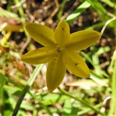 Hypoxis hygrometrica (Golden Weather-grass) at Paddys River, ACT - 18 Dec 2020 by JohnBundock