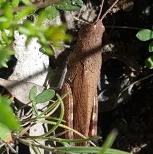 Cirphula pyrrhocnemis at Paddys River, ACT - 20 Dec 2020