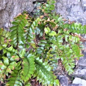 Cyrtomium falcatum at Beecroft Peninsula, NSW - 20 Dec 2020