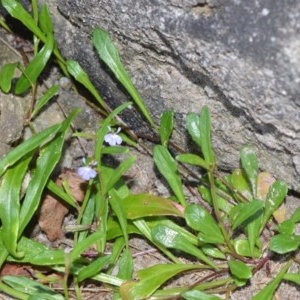 Lobelia anceps at Beecroft Peninsula, NSW - 20 Dec 2020 08:50 PM