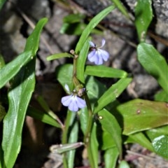 Lobelia anceps at Beecroft Peninsula, NSW - 20 Dec 2020 08:50 PM