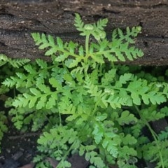 Unverified Fern or Clubmoss at Gibraltar Pines - 20 Dec 2020 by trevorpreston