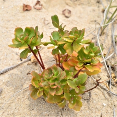 Stackhousia spathulata (Coast Stackhousia) at Beecroft Peninsula, NSW - 20 Dec 2020 by plants