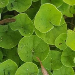 Dichondra repens (Kidney Weed) at Gibraltar Pines - 20 Dec 2020 by tpreston