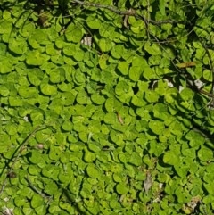 Dichondra repens at Paddys River, ACT - 20 Dec 2020 01:31 PM