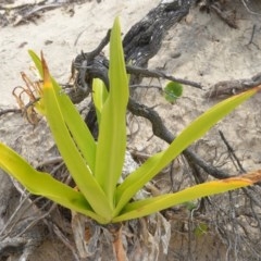 Crinum pedunculatum (Swamp Lily, River Lily, Mangrove Lily) at Beecroft Peninsula, NSW - 20 Dec 2020 by plants