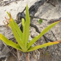 Crinum pedunculatum (Swamp lily, River lily, Stream lily) at Beecroft Peninsula, NSW - 20 Dec 2020 by plants