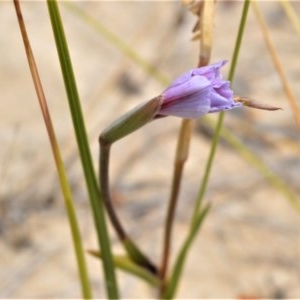 Gladiolus gueinzii at Beecroft Peninsula, NSW - 20 Dec 2020