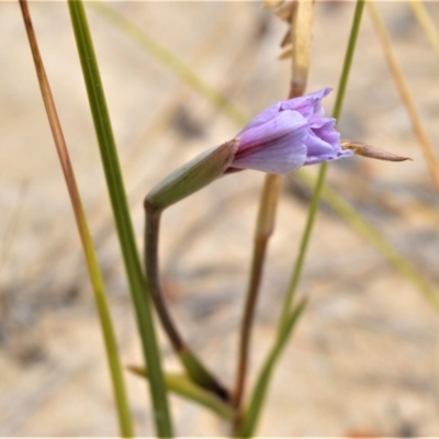 Gladiolus gueinzii (Beach Gladiolus) at Beecroft Peninsula, NSW - 20 Dec 2020 by plants