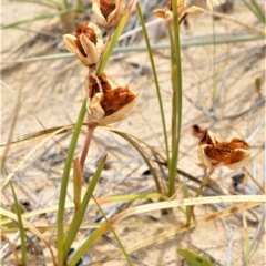 Gladiolus gueinzii at Beecroft Peninsula, NSW - 20 Dec 2020