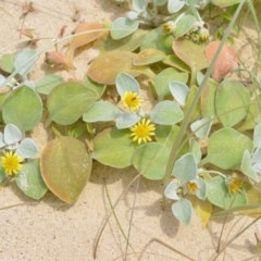 Arctotheca populifolia (Beach Daisy) at Beecroft Peninsula, NSW - 20 Dec 2020 by plants