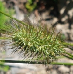 Echinopogon (genus) (Hedgehog Grass) at Paddys River, ACT - 20 Dec 2020 by trevorpreston