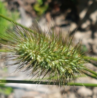 Echinopogon sp. (Hedgehog Grass) at Paddys River, ACT - 20 Dec 2020 by trevorpreston