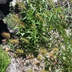 Echinopogon sp. at Paddys River, ACT - 20 Dec 2020