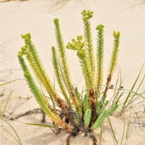 Euphorbia paralias at Beecroft Peninsula, NSW - 20 Dec 2020