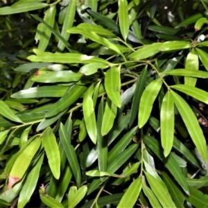 Podocarpus elatus at Beecroft Peninsula, NSW - 20 Dec 2020