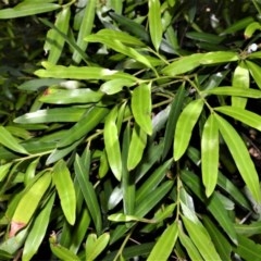 Podocarpus elatus (Plum Pine, Brown Pine, Illawarra Plum) at Beecroft Peninsula, NSW - 20 Dec 2020 by plants