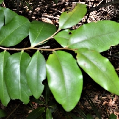 Diospyros pentamera (Myrtle Ebony) at Beecroft Peninsula, NSW - 20 Dec 2020 by plants