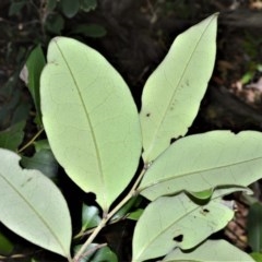 Diospyros pentamera at Beecroft Peninsula, NSW - 20 Dec 2020