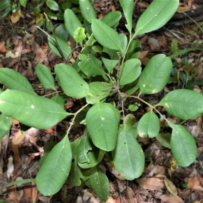 Guioa semiglauca (Wild Quince) at Beecroft Peninsula, NSW - 20 Dec 2020 by plants