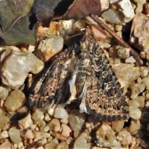 Heliothis punctifera at Forde, ACT - 20 Dec 2020