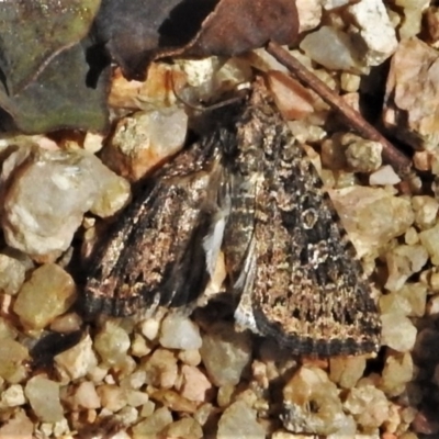 Heliothis punctifera (Lesser Budworm) at Mulligans Flat - 20 Dec 2020 by JohnBundock