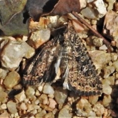 Heliothis punctifera (Lesser Budworm) at Forde, ACT - 20 Dec 2020 by JohnBundock