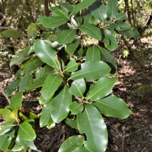 Litsea reticulata at Beecroft Peninsula, NSW - 20 Dec 2020