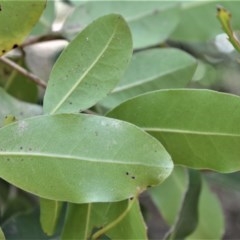 Litsea reticulata at Beecroft Peninsula, NSW - 20 Dec 2020