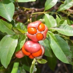 Synoum glandulosum subsp. glandulosum (Scentless Rosewood) at Beecroft Peninsula, NSW - 20 Dec 2020 by plants