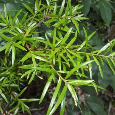 Podocarpus spinulosus (Spiny-leaf Podocarp) at Beecroft Peninsula, NSW - 20 Dec 2020 by plants