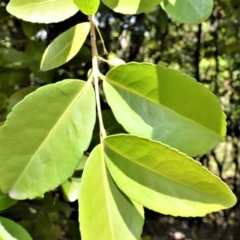Elaeodendron australe var. australe (red olive plum) at Beecroft Peninsula, NSW - 20 Dec 2020 by plants